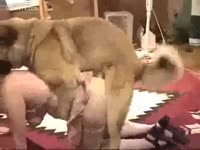 Brown dog fucks a beastiality lover nurse